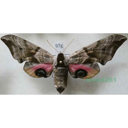 Smerinthus ocellata (Linnaeus, 1758) Nastrosz półpawik Poland97g